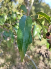 Ehretia saligna membranifolia