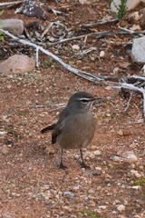 Cercotrichas coryphoeus coryphoeus