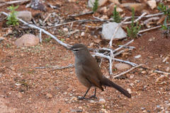 Cercotrichas coryphoeus coryphoeus