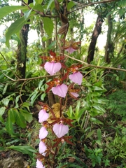 Rhynchostele bictoniensis