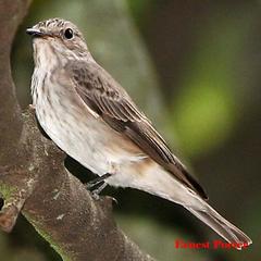 Muscicapa striata striata