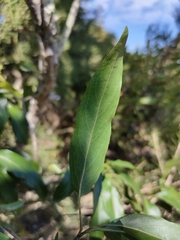 Ehretia saligna membranifolia