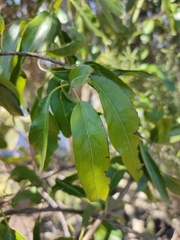 Ehretia saligna membranifolia
