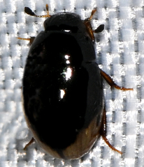 Cercyon praetextatus