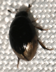 Cercyon praetextatus