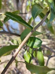 Ehretia saligna membranifolia