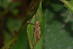 Teleutias surinamus