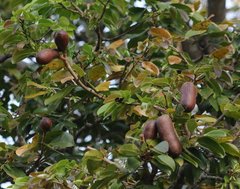 Hymenaea martiana