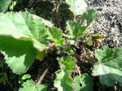 Pelargonium althaeoides