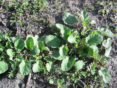 Pelargonium althaeoides