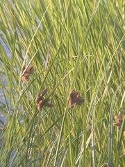 Bolboschoenus robustus