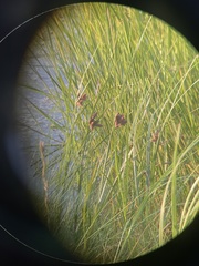 Bolboschoenus robustus