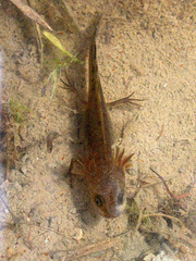 Triturus carnifex
