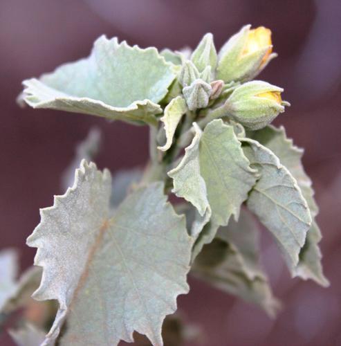 Chinese bell flower (Abutilon pycnodon)