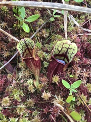 Sarracenia purpurea