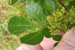 Searsia lucida lucida