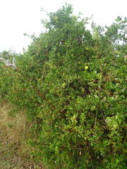 Searsia lucida lucida