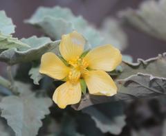 Abutilon pycnodon