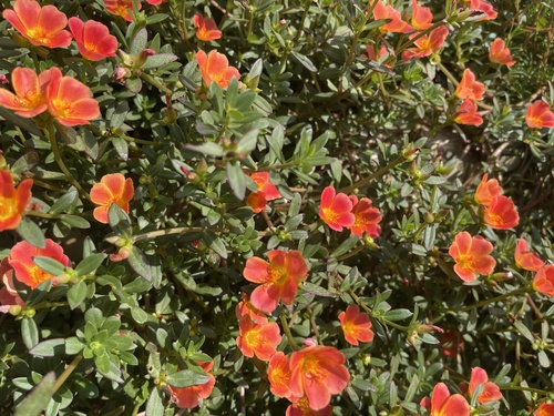 Portulaca umbraticola