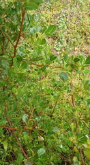 Searsia lucida lucida