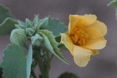 Abutilon pycnodon