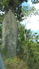 Brachychiton rupestris