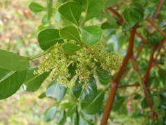 Searsia lucida lucida