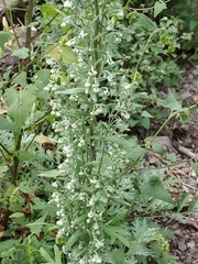 Artemisia franserioides