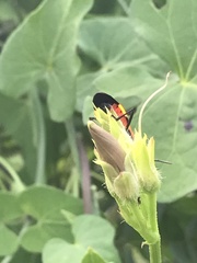 Oncopeltus fasciatus