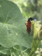 Oncopeltus fasciatus