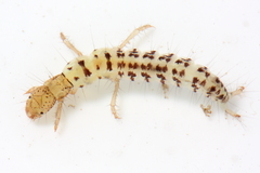 Neureclipsis