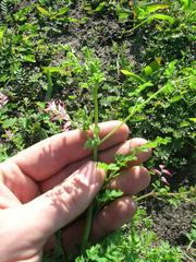 Fumaria muralis muralis