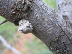 Aspidoproctus