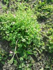 Fumaria muralis muralis