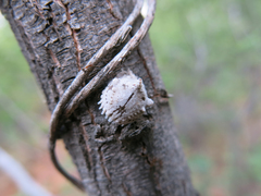 Aspidoproctus