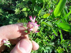 Fumaria muralis muralis