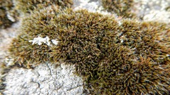 Grimmia unicolor