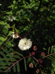 Acaciella