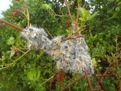 Bombycomorpha bifascia