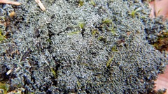 Fuscopannaria praetermissa