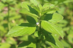 Spermacoce alata