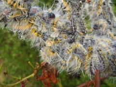 Bombycomorpha bifascia