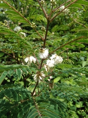Acaciella