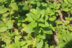 Spermacoce alata