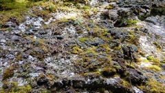 Fuscopannaria praetermissa