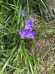 Campanula parryi