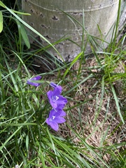 Campanula parryi