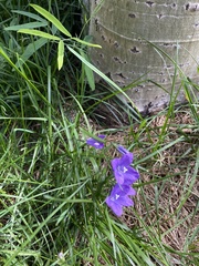 Campanula parryi