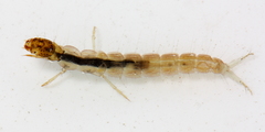 Cernotina spicata