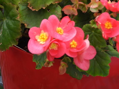 Begonia